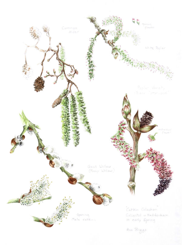 Catkins