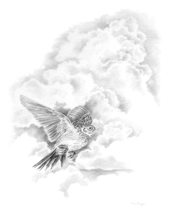 Skylark