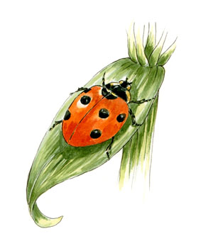 7 spot ladybird