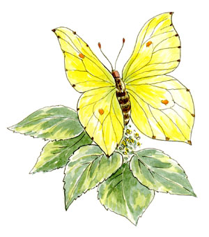 Yellow Brimstone