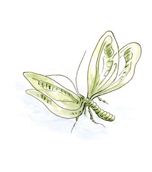 Green Lacewing