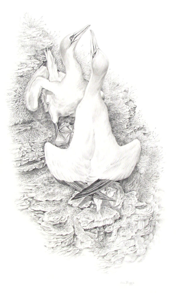 gannets_600.jpg